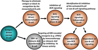 Diverse and reprogrammable mechanisms of malignant cell transformation in lymphocytes: pathogenetic insights and translational implications